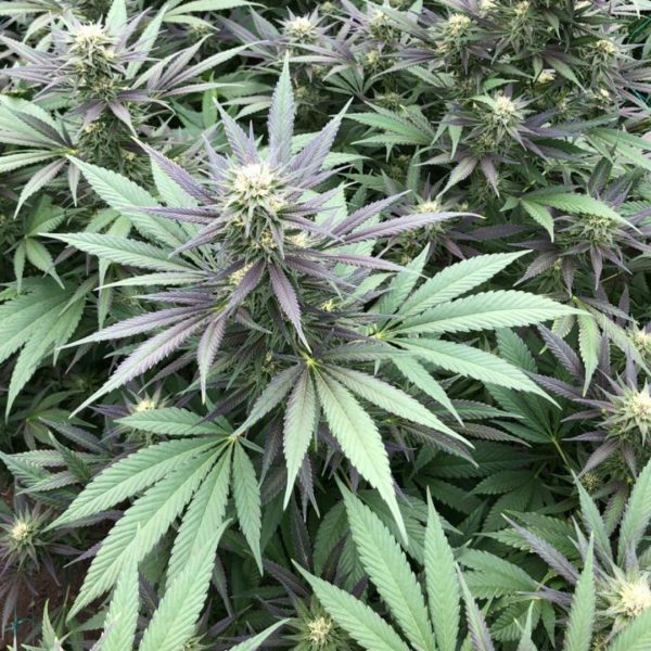 PREMIUM MAR AZUL CBD FEMINIZADA SATIVA - Imagen 2